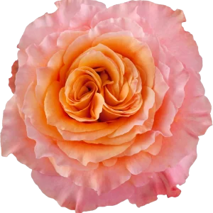 ROSE FREE SPIRIT - 40 CM