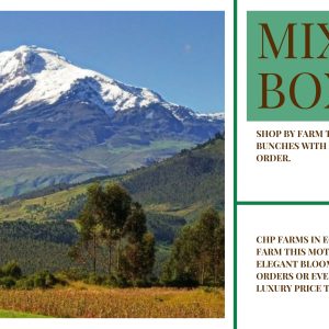 CHP Pick Six Mixed Box