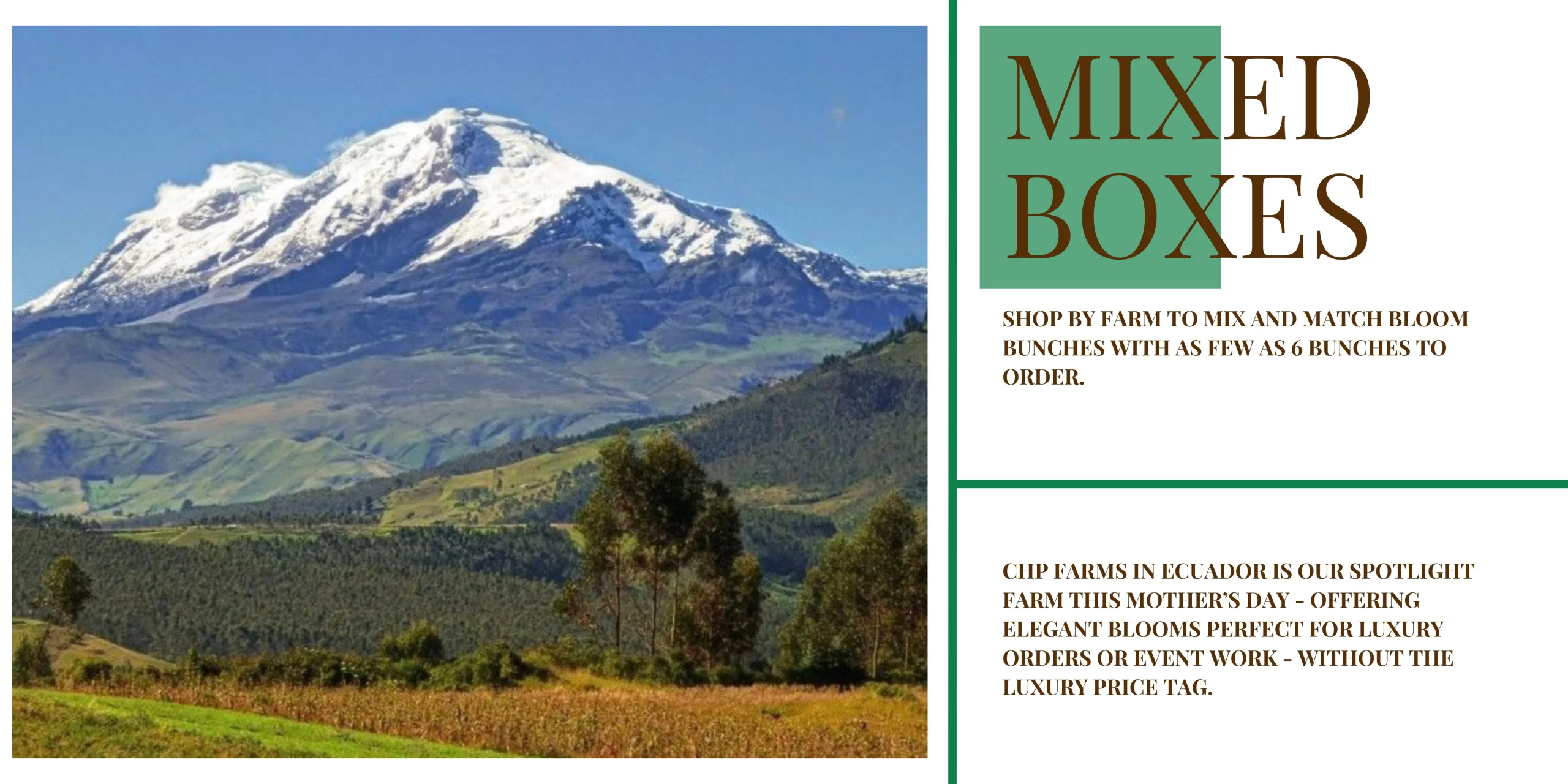 CHP Six Pack Mixed Floral Box