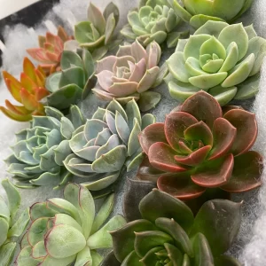 Succulents - Small (3-5 cm)