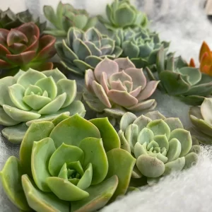 Succulents - Large (7-9 cm)